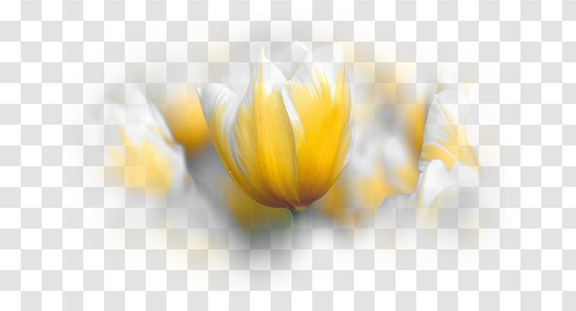 Tulip Flower Desktop Wallpaper Blog - Flowering Plant Transparent PNG