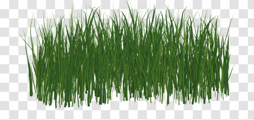 Lawn Grass - Family - Real Transparent PNG