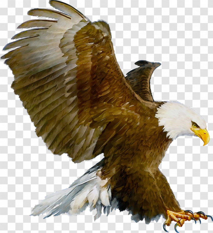 Bird Bird Of Prey Bald Eagle Eagle Golden Eagle Transparent PNG
