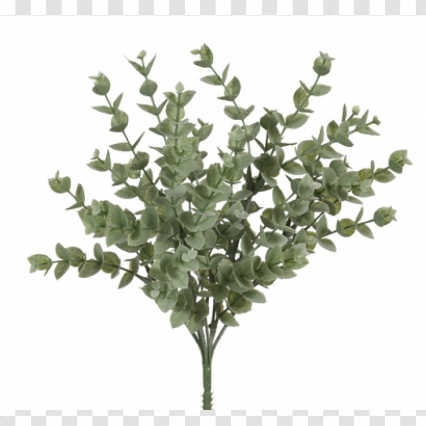 Leaf Plant Stem Olive Branch Shrub - Eucalyptus Transparent PNG
