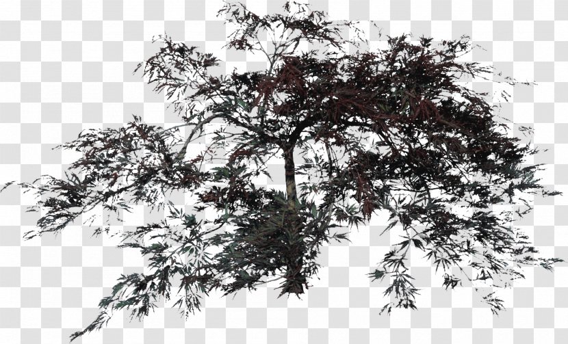 Drawing Oak Tree Clip Art - Monochrome Photography - Bushes Transparent PNG