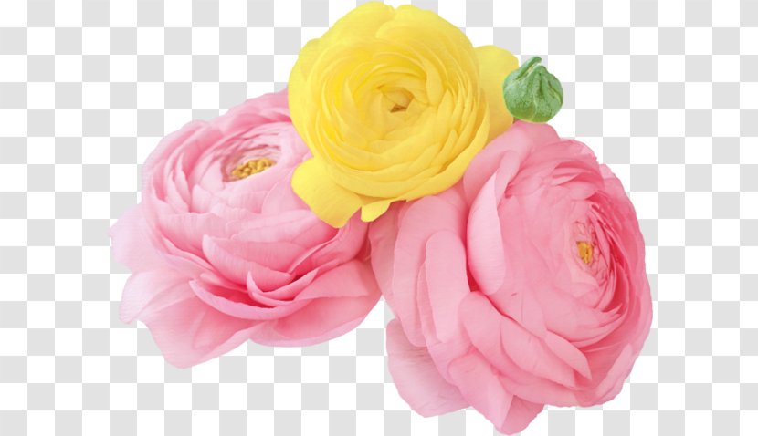 Garden Roses Flower IPhone 4S Centifolia - Arranging Transparent PNG