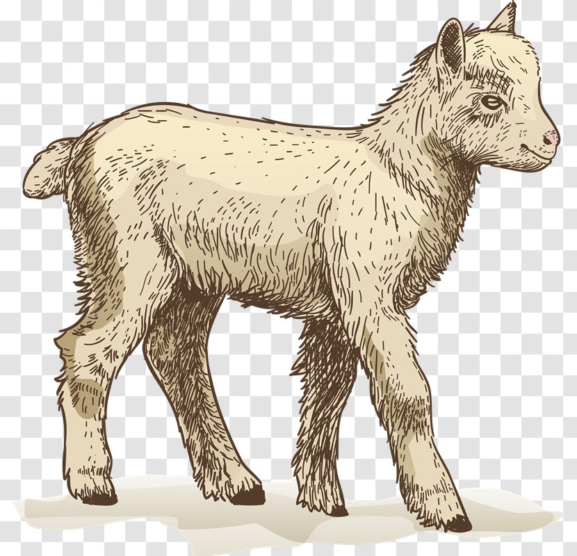 Sheep Goat Cattle Ahuntz Clip Art - Photography Transparent PNG