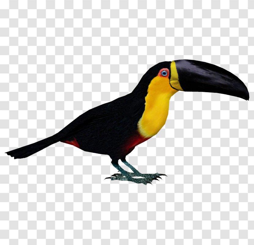 Zoo Tycoon 2 Bird Toucan Parrot Woodpecker - Lovebird Transparent PNG