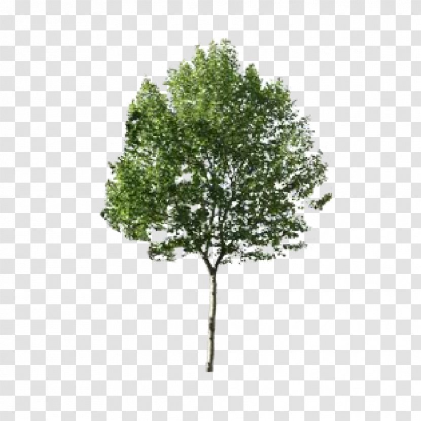 Rendering - Tree - Fond Transparent PNG