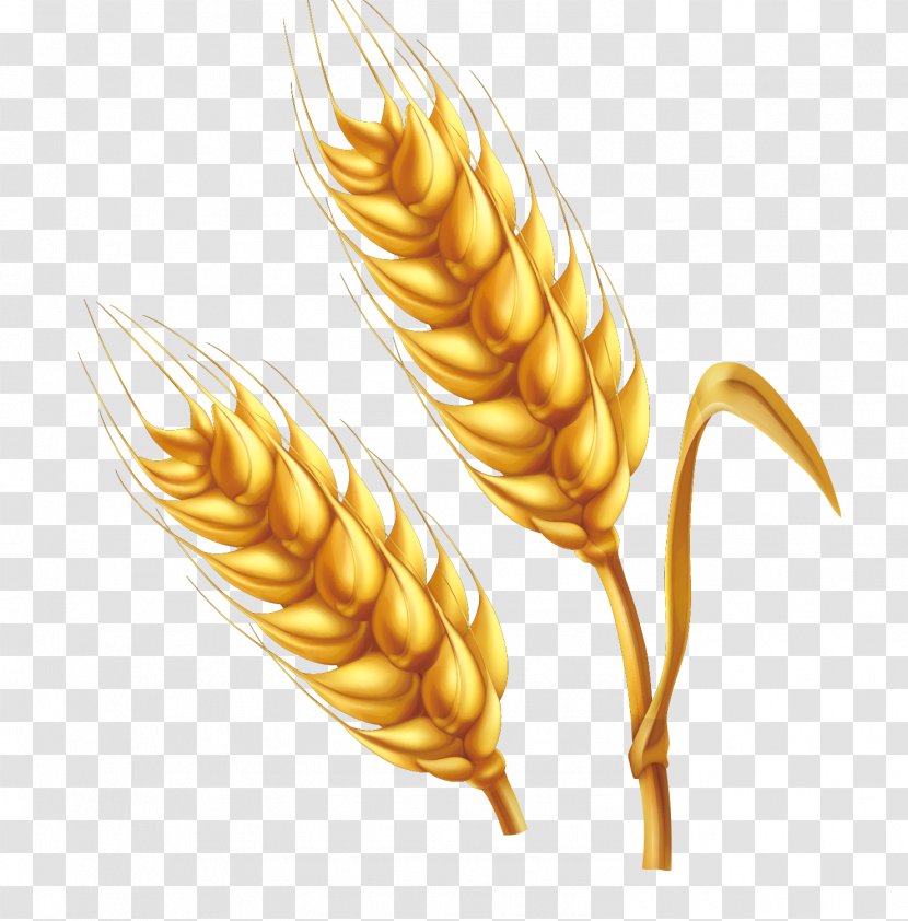 Wheat Cartoon Illustration - Food Grain - Farm Golden Vector Transparent PNG