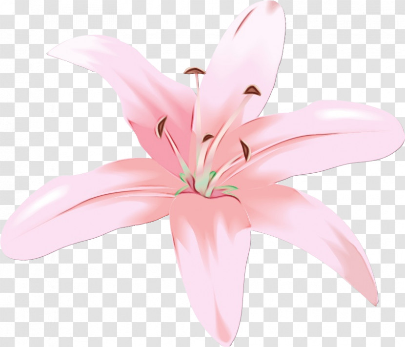 Pink Petal Lily Flower Plant Transparent PNG