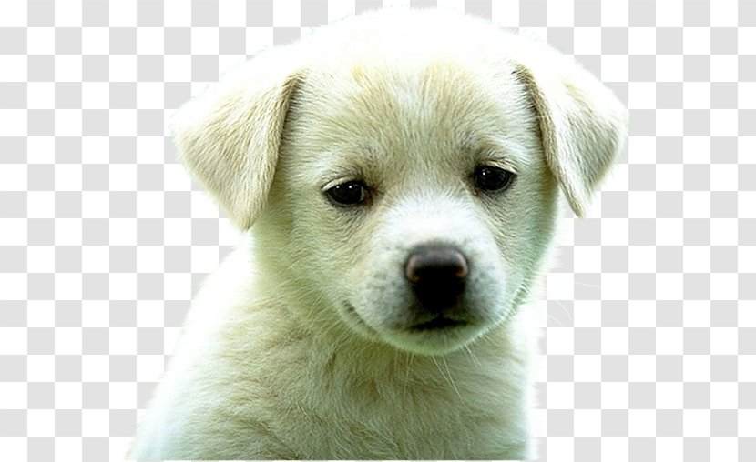 Puppy Golden Retriever Labrador German Shepherd Cat Transparent PNG