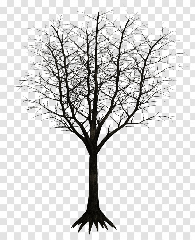 Tree Branch Woody Plant Twig - Deviantart - Dark Transparent PNG