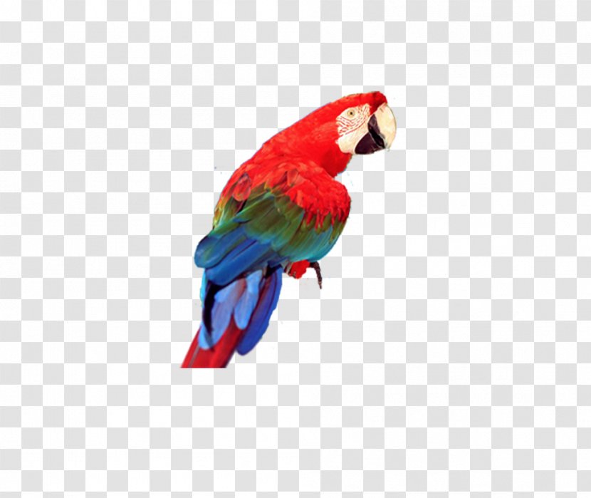 Bird Cockatoo Imagine Ink Clip Art - Parrot Transparent PNG