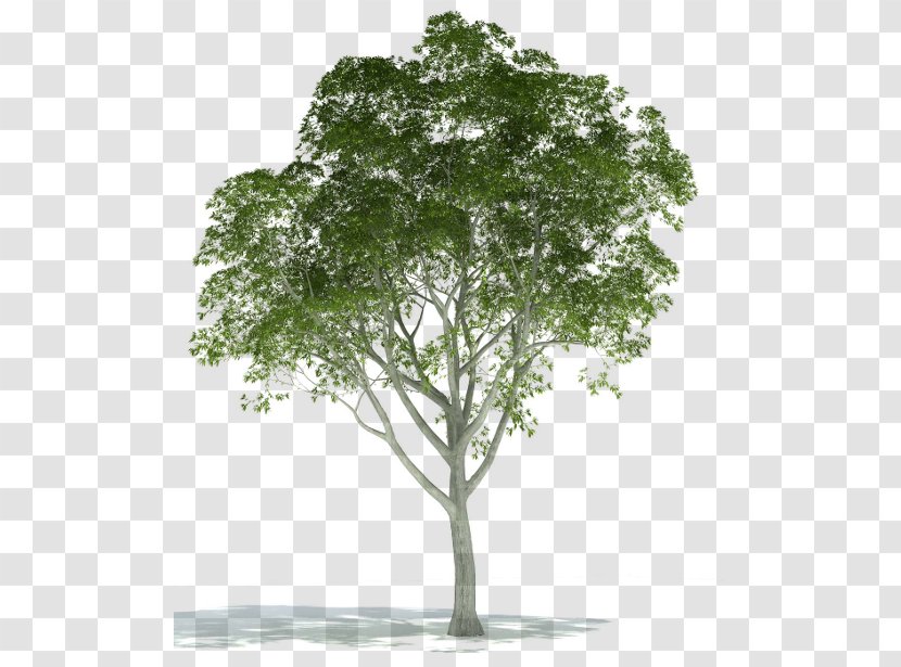Tree Plant Rendering - Leaf Transparent PNG