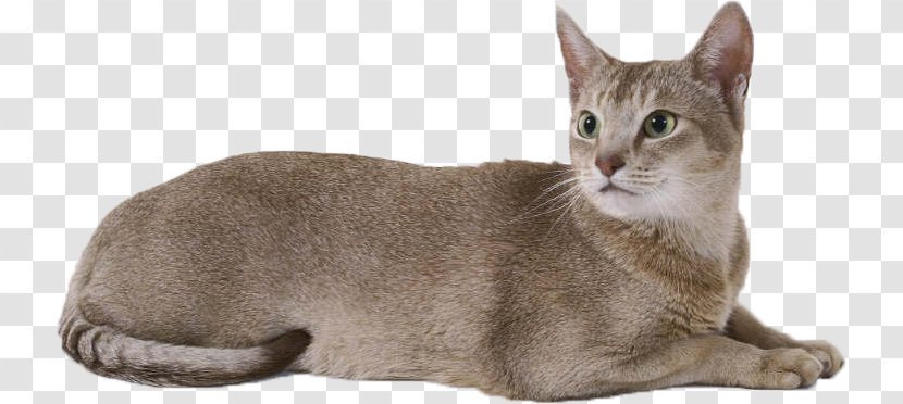 Cattery Kitten - European Shorthair - British Cat Transparent PNG