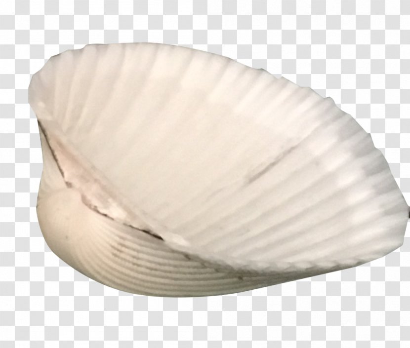 Clam Cockle Mussel Oyster Seashell - Clams Oysters Mussels And Scallops - Monstera Transparent PNG