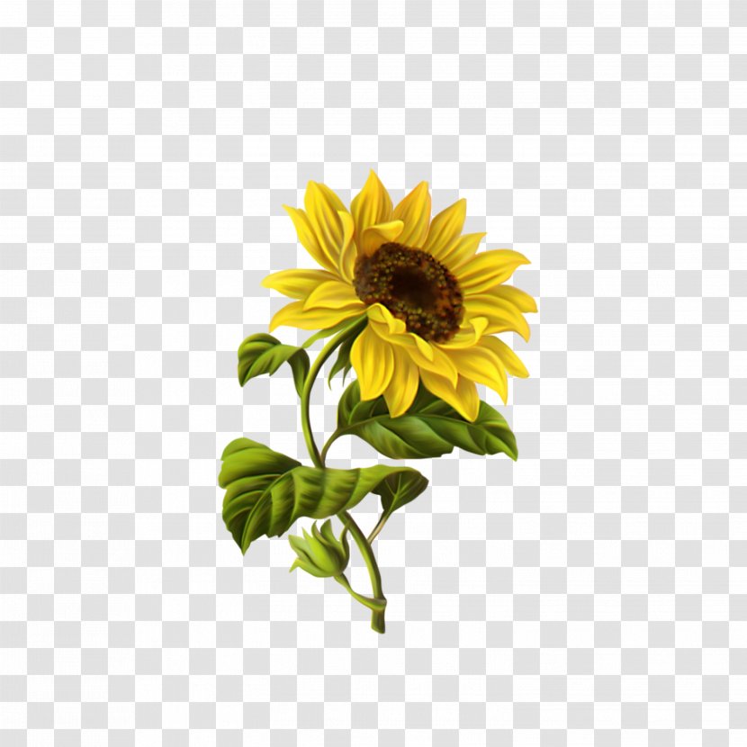 Common Sunflower Drawing Illustration - Yellow Transparent PNG