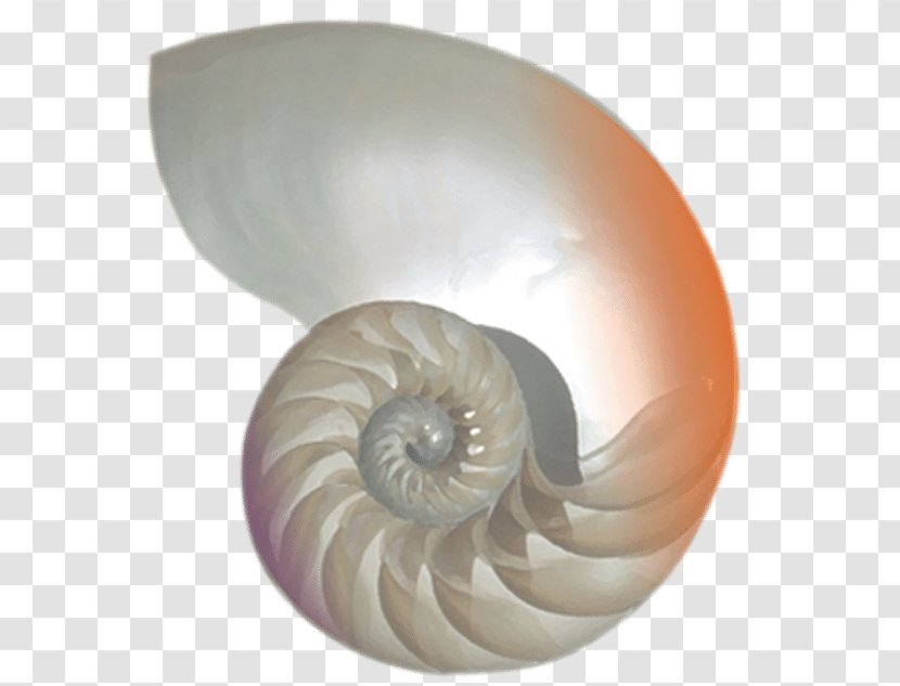 Sacred Seashell Chambered Nautilus Nautilidae Ammonites - Concha Transparent PNG