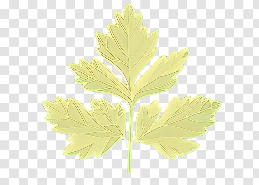 Branch Plant Stem Leaf Computer Meter - Silver Maple Black Transparent PNG