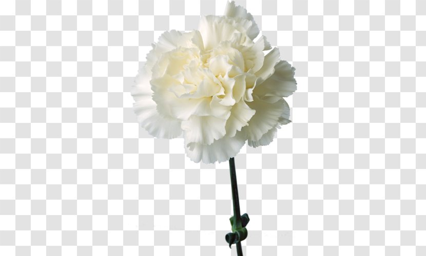 The Green Carnation Birth Flower Cut Flowers - Peony Transparent PNG