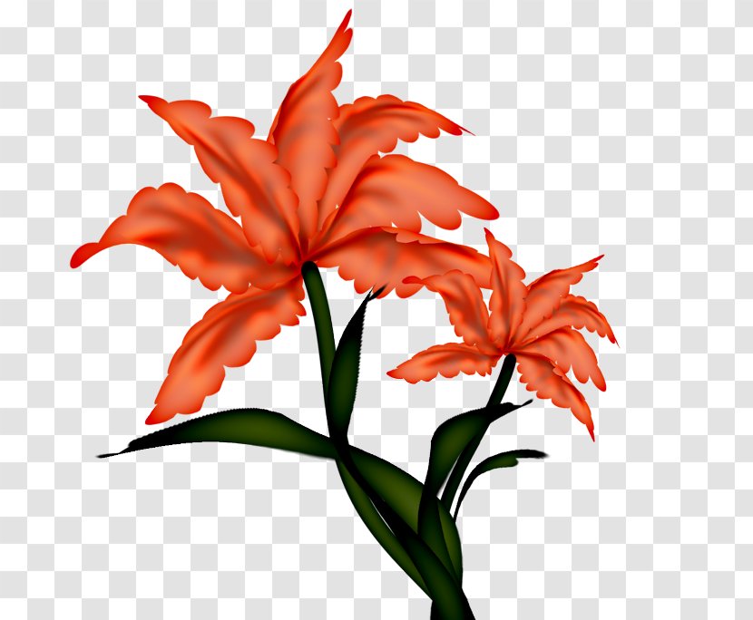 Clip Art Flower Image Drawing - Petal - Decor Transparent PNG