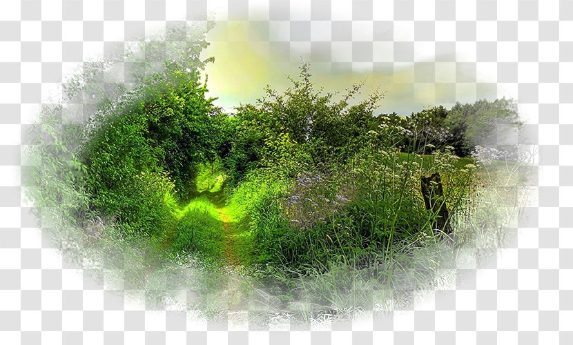Desktop Wallpaper Landscape Forest Nature Tree - Green Transparent PNG