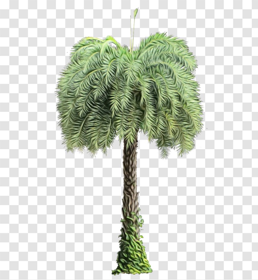 Palm Tree - Woody Plant - Pine Family Flowering Transparent PNG