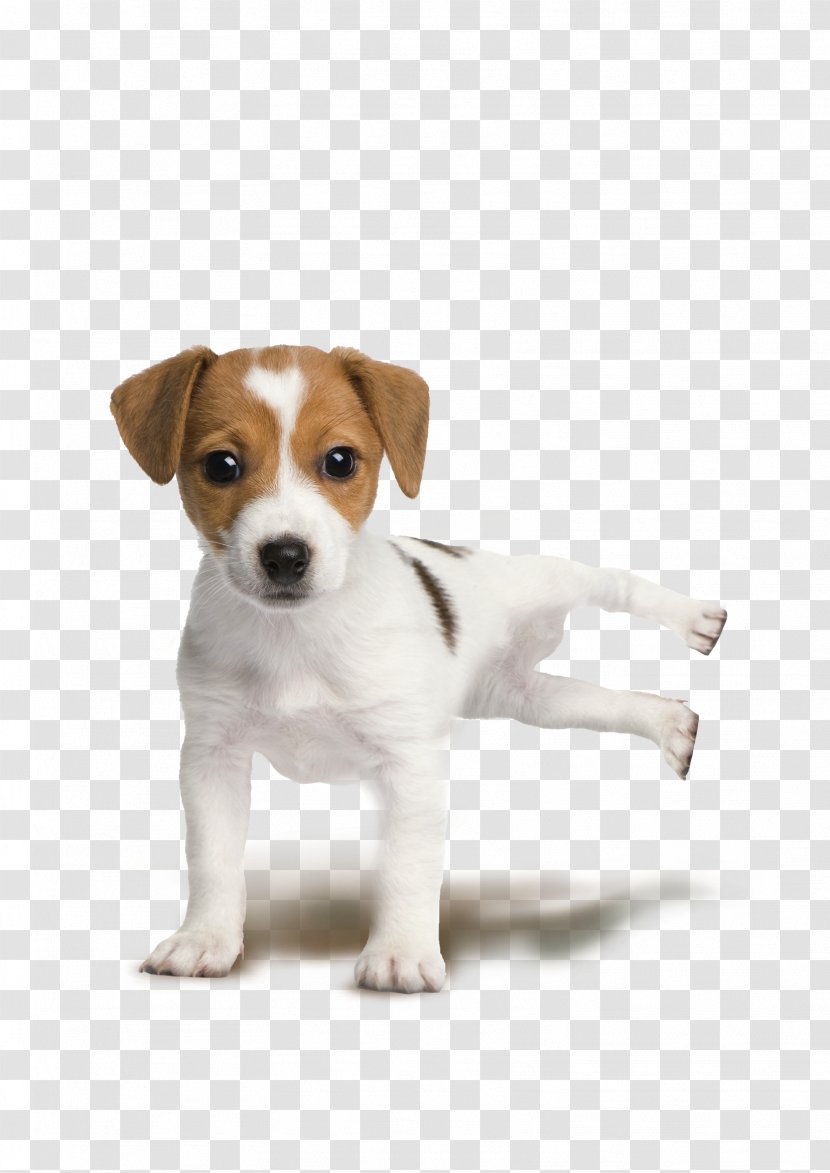 Jack Russell Terrier Parson Rat Puppy Miniature Fox - Harrier - Big Dog Transparent PNG