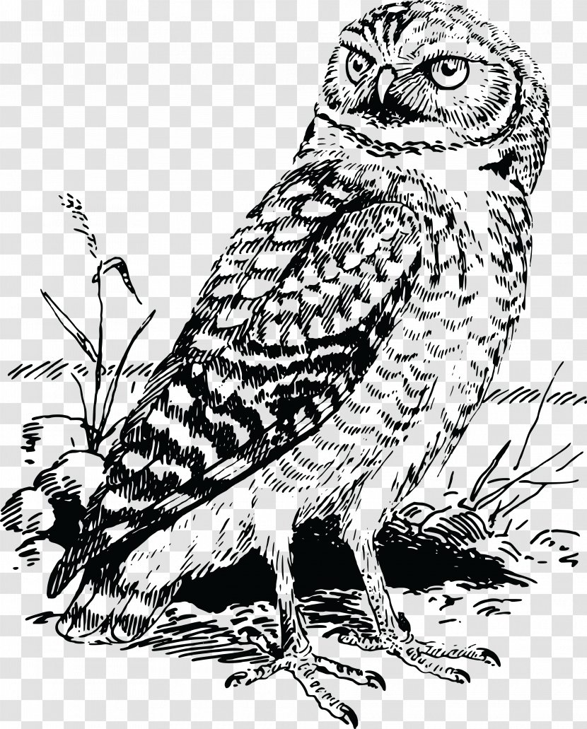 Tawny Owl Bald Eagle Great Horned Clip Art - Hawk Transparent PNG