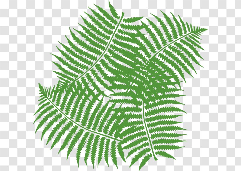 Fern Leaf Clip Art - Free Content - Cliparts Transparent PNG