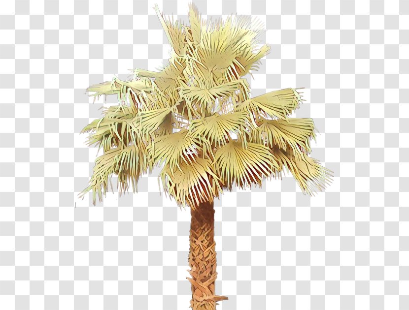 Asian Palmyra Palm Date Trees Coconut Borassus - Branch - Arecales Transparent PNG