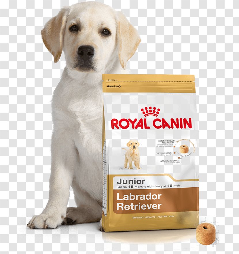 Labrador Retriever Puppy Maltese Dog Food German Shepherd - Like Mammal Transparent PNG