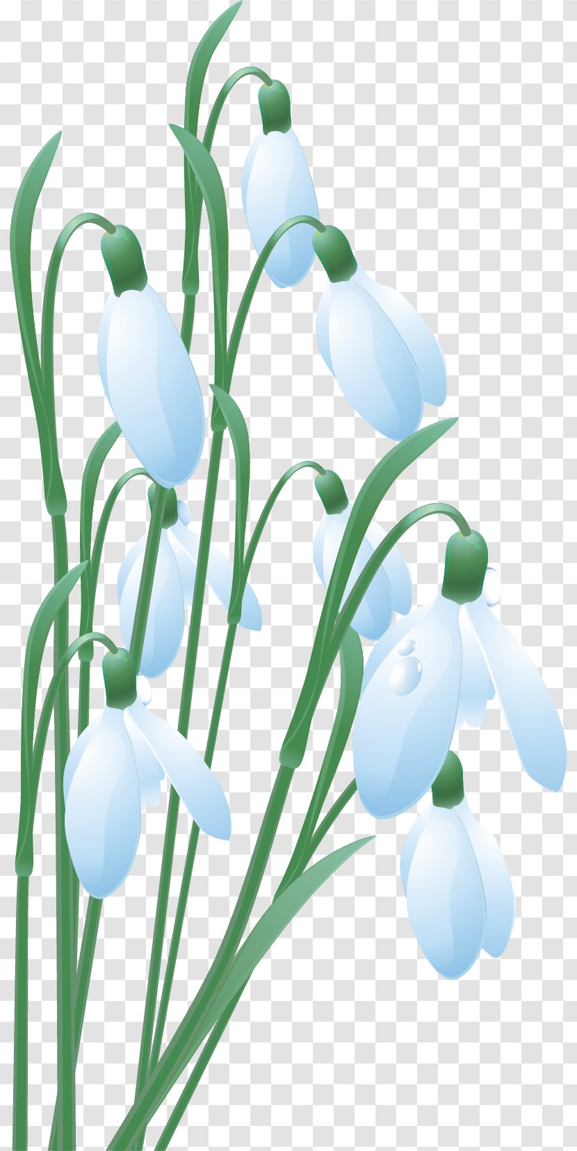 Snowdrop Mărțișor March 1 Clip Art - Snowdrops Transparent PNG