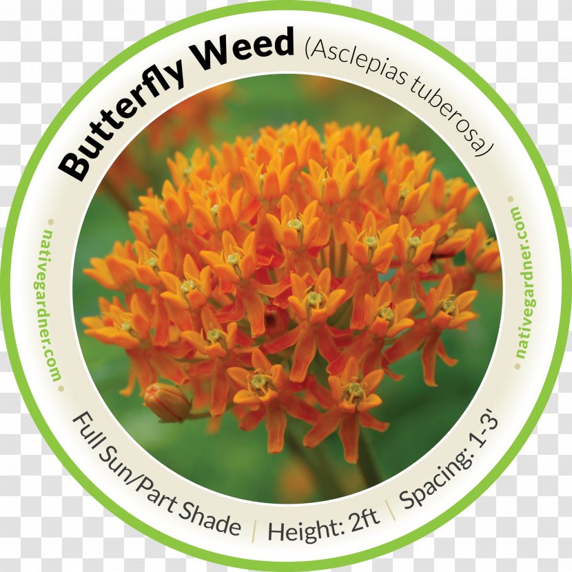 Mexican Butterfly Weed Swamp Milkweed Perennial Plant - Plants Transparent PNG