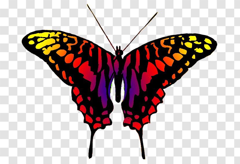Monarch Butterfly Clip Art - Caterpillar Transparent PNG
