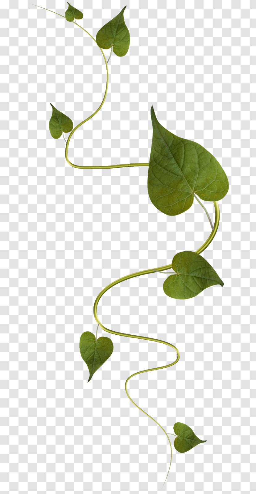 Image Plants Vine Leaf - Plant - Botany Transparent PNG