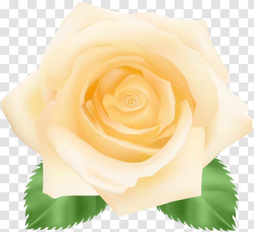 Garden Roses Centifolia Floribunda Petal Flower - Yellow Rose Clip Art Image Transparent PNG
