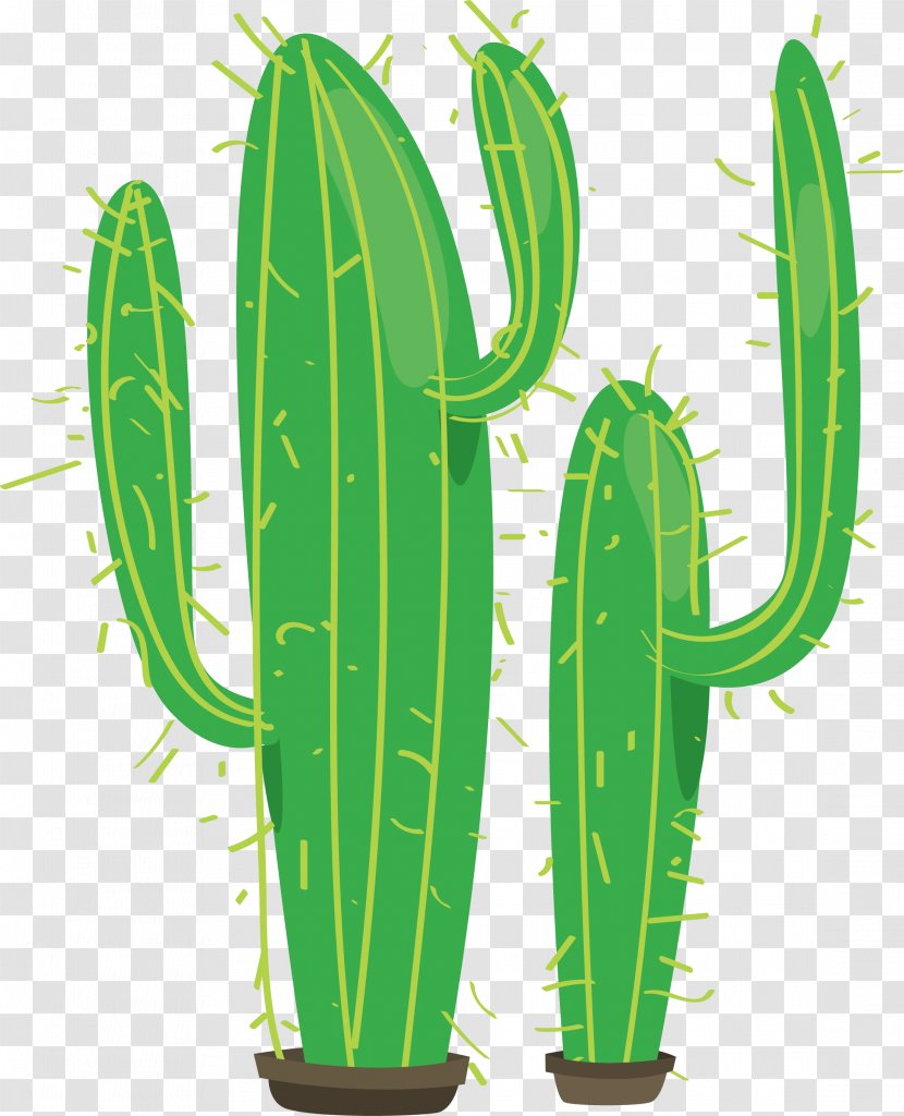 Cactaceae Green Erg Plant - Stripes Cactus Transparent PNG