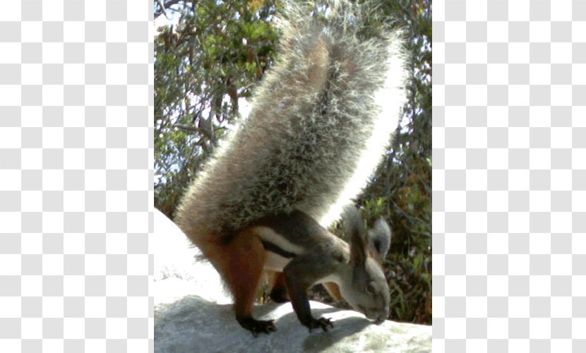 Fox Squirrel Tufted Ground Sciurini Oriental Giant - Animal Transparent PNG