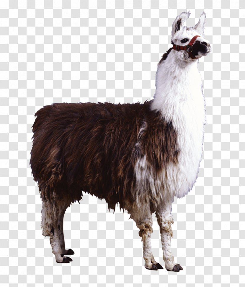 Alpaca Neuweltkameliden: Haltung, Zucht, Erkrankungen - Fur - Mud Horse Transparent PNG