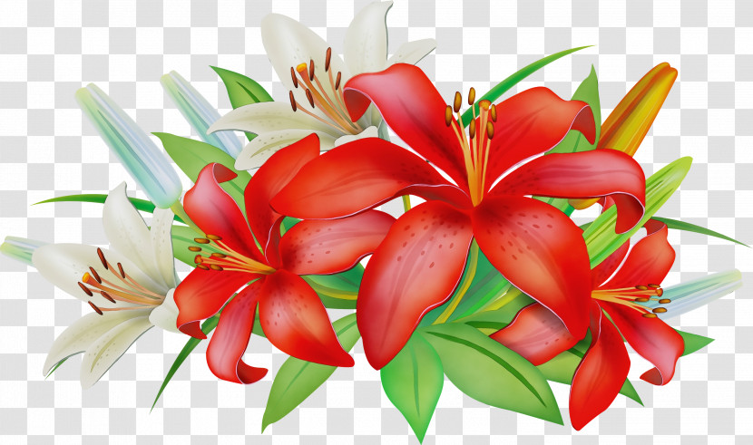 Flower Red Plant Petal Lily Transparent PNG