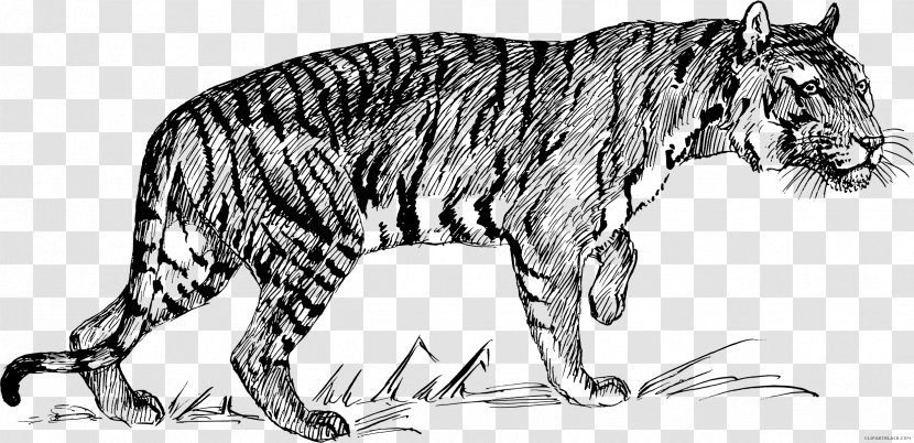 Cat Felidae White Tiger Drawing Transparent PNG