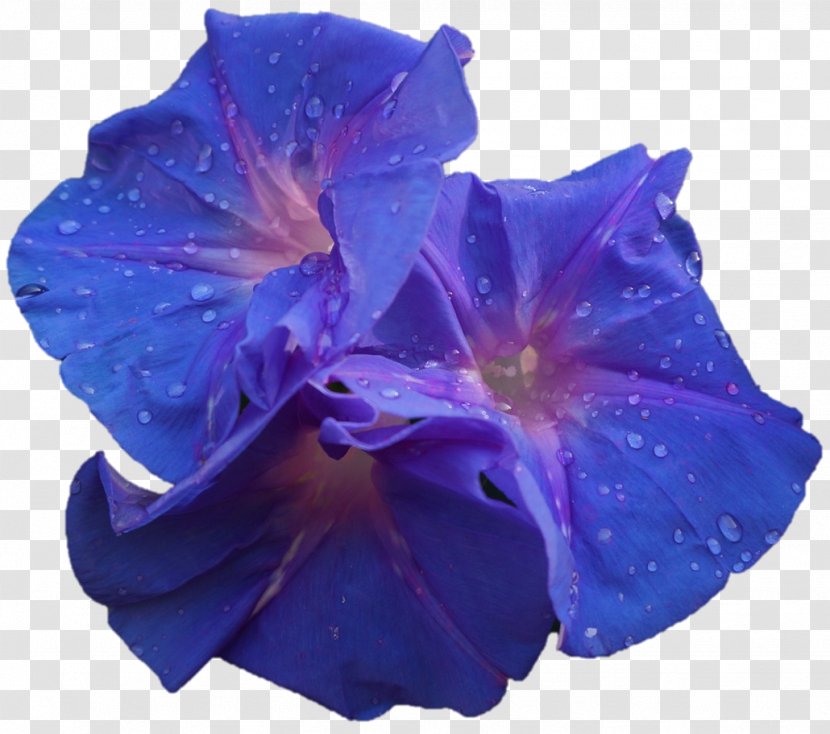 Cut Flowers Petal Morning Glory - Blue - Darshan Transparent PNG