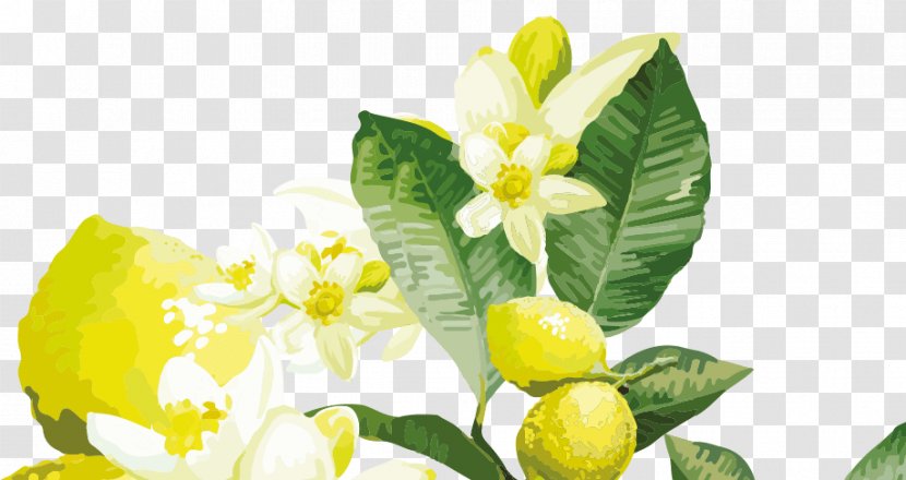 Lemon Yellow Flower Citrus - Fruit - Aura Readings Transparent PNG
