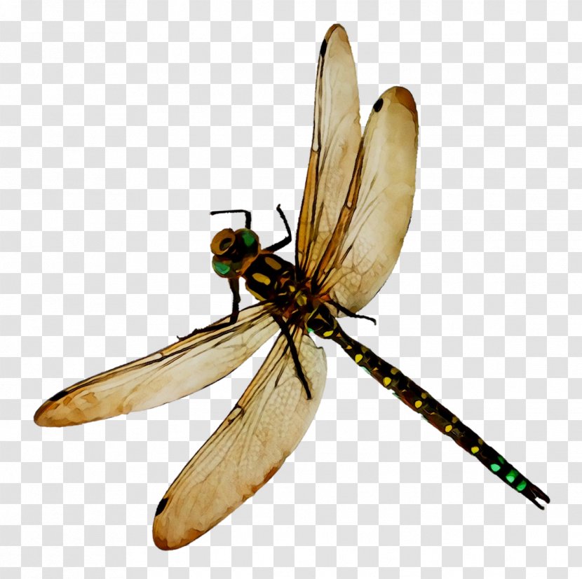 Dragonfly Damselflies Blue-tailed Damselfly Bee - Pest - Arthropod Transparent PNG