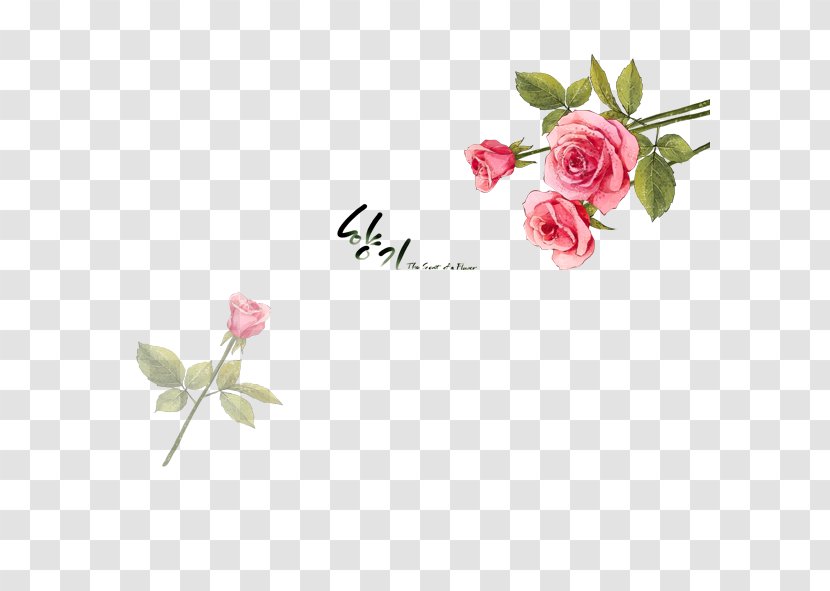 Beach Rose Flower Petal Illustration - Order Transparent PNG