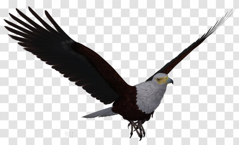 Eagle Cartoon - Tail Falconiformes Transparent PNG