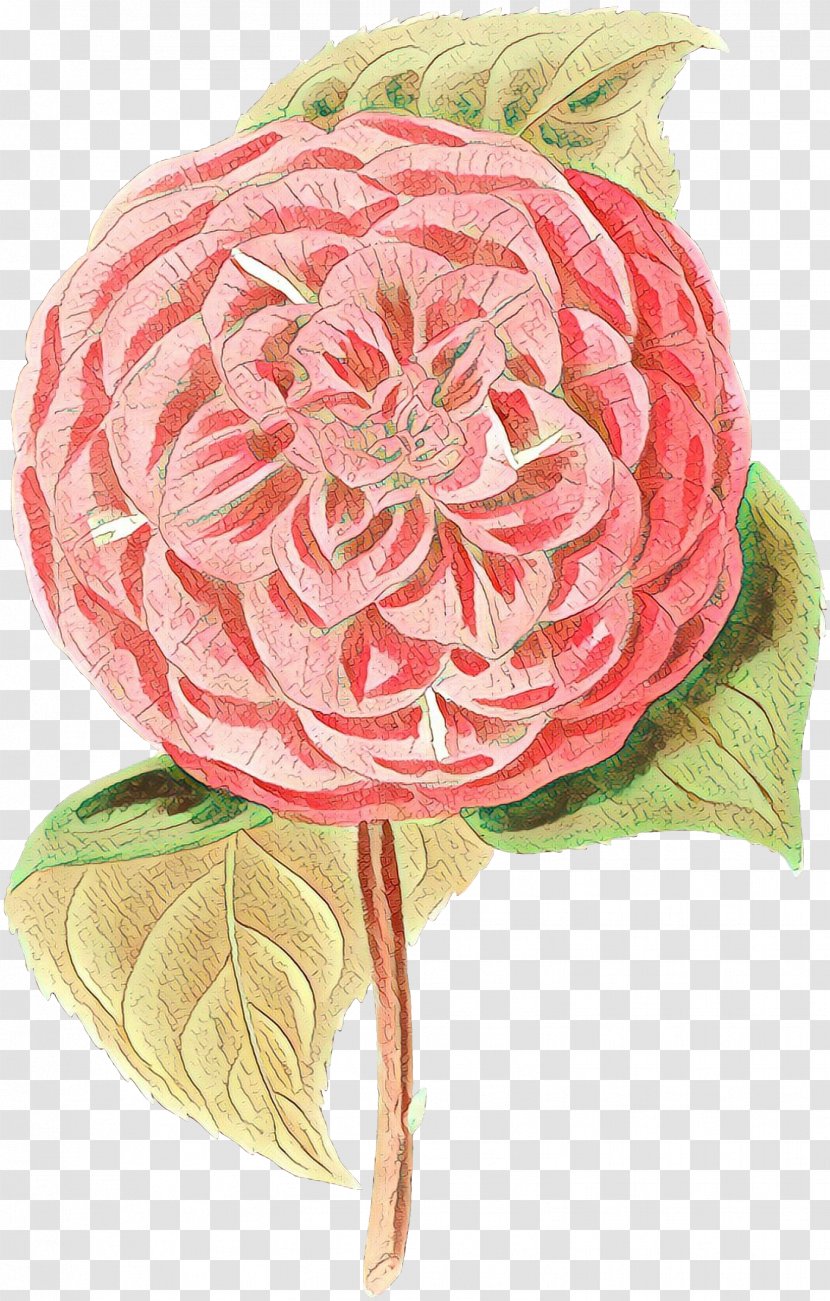 Pink Flower Cartoon - Cabbage Rose - Bouquet Anthurium Transparent PNG