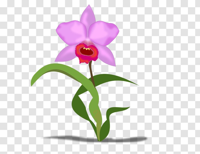 Cattleya Orchids Flower Petal Clip Art Transparent PNG