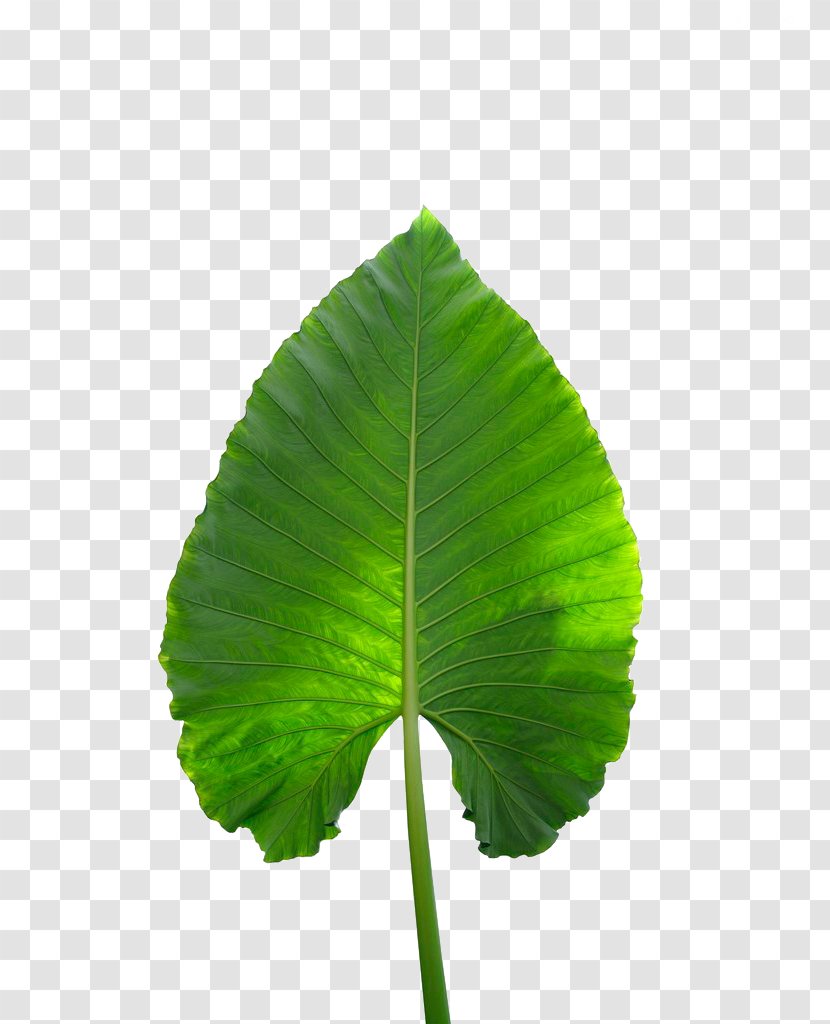 Musa Basjoo Xd7 Paradisiaca Banana Leaf - Leaves Transparent PNG