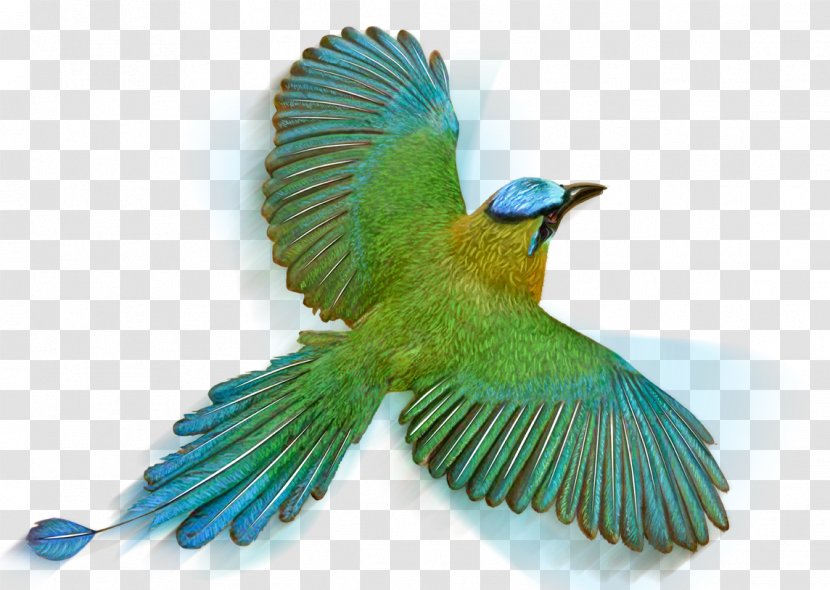 Bird Amazonian Motmot Drawing Feather - Plumas De Ave Transparent PNG