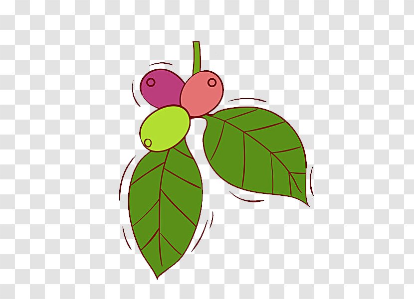 Jujube Illustration - Branch - Dates Transparent PNG