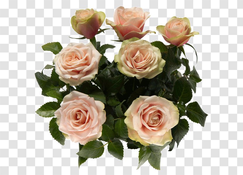 Garden Roses Cut Flowers Centifolia Pink - Magnolia Transparent PNG